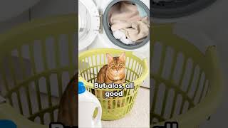 A Chuckle a Second Wiskers The Cat  #FunnyVideo #QuickLaughs #HilariousContent #TickleYourFunnyBone