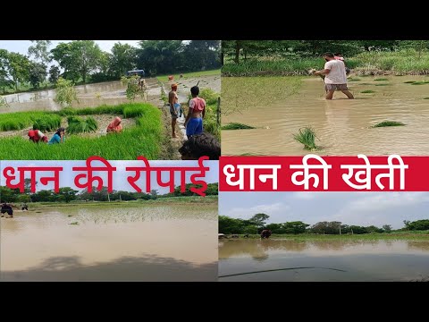 Dhan ki Ropa| आज मै धन की खेत धान लगाया| #ropai #video #kheti #partune #viral dhan ki kheti kaise ka