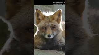 The Red Fox: Mysterious and Majestic Creatures
