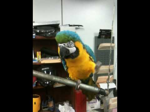 FIST PUMPING PARROT    -    MUST SEE