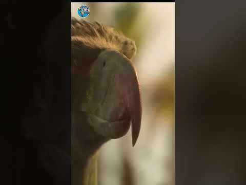 The Giant Bird That Ruled After Dinosaurs – Terror Bird!"#facts #shorts