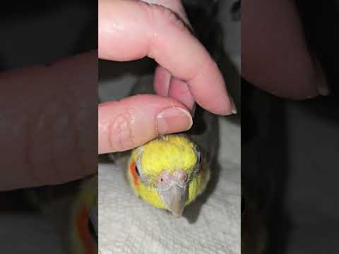 My Sage birb! He's 23! He looks a little scruffy because he's molting.