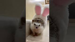 Unbearably Adorable Hedgehog Moments – Pretty Little Baby 🦔💖