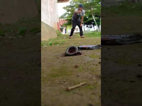 What are the centipedes' favorite goriorio biscuits?#millipede #shortvideo #short