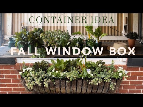 Sunny Fall Window Box Ideas