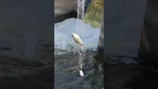 mancing jaring di arus deras,,,dapat ikan banyak Nets fishing