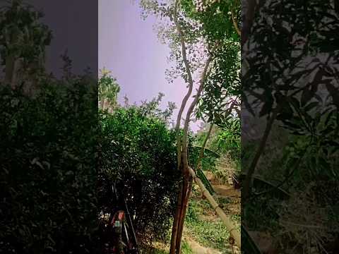 _Majanua Hate Diler_🌟#bhojpuri #bhojpuriya #bihar #official  #shorts  #bhojpurisong  #viral #reels