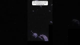 Tardigrades: The Survival Experts | Weird Science #9