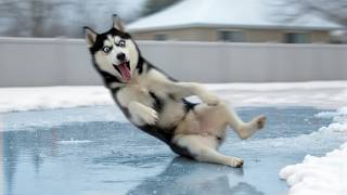 Funny Animals React to Crazy Weather