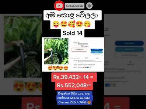 වේලපු අඹ කොළ රට යවලා සල්ලි හොයමු | Best Selling Directshipping item on ebay 2021 #shorts 08