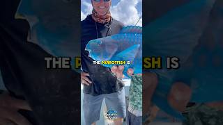 The parrotfish #Parrotfish #ReefProtector #OceanColors #CoralReefLife #MarineWonders #aquaticlife