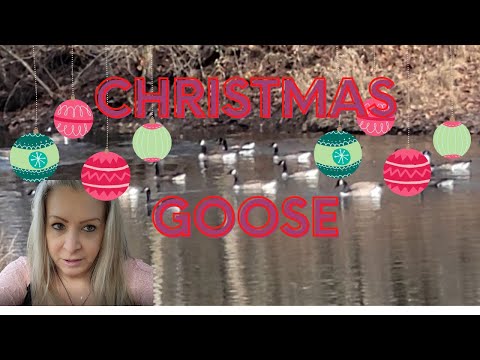 Should These Geese Be Here? // It's the Middle of December