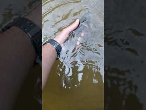 Rainbow Trout from Clearcreek Metro Park