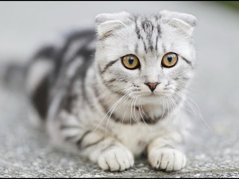Cat | Cute Cat Videos | Funny Animals | Viral | Funny Animals 2023