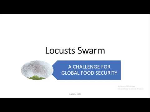 What is Locusts attack complete video | Locusts cause global food security