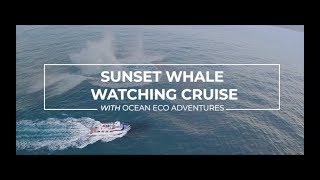 Ocean Eco Adventures - Sunset Whale Watching Cruise