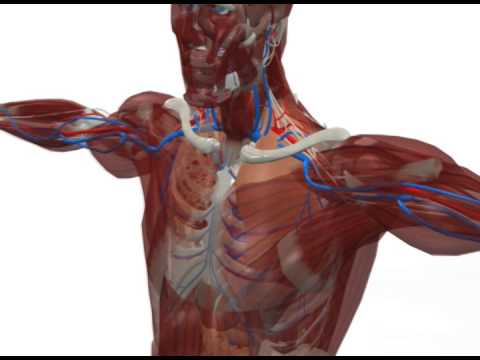 1HUMAN2  anatomy prototype