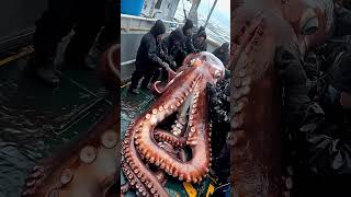 Giant Sea Monsters Caught by Fishermen! 🐙🎣#GiantSeaCreatures #FishingDiscoveries #OceanMysteries