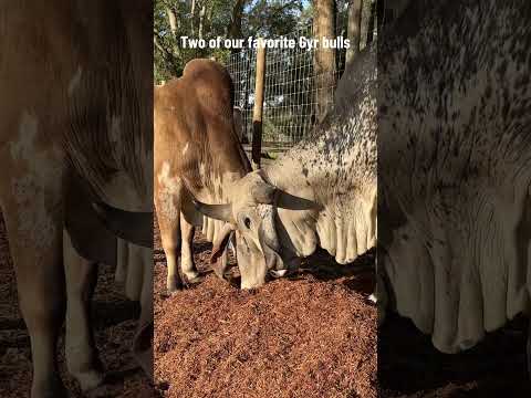Two of our favorite Gyr bulls munching their silage #gyrbull #girbull #cow #farming #desibreed