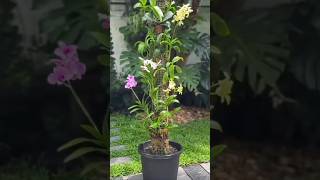 how to grow orchids at home #flowers #flower #shorts #short
