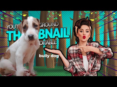 dog bully vigos #dogs_of_instagram #dog_features #prilaga #dogadventures #prilaga