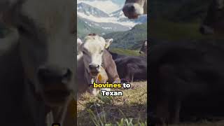Moo with an Accent  Cows' Regional Twang #animals #mindblowingdiscovery #interestingfacts