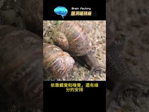 脖子生蛋的動物你見過嗎？ 蝸牛子醬你怎麼敢吃？#冷知识 #世界之最 #地球之最 #脑洞大开 #世界十大 #世界动物##神奇動物#奇異動物#蝸牛的秘密#生物知識