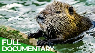 Wildlife Stories: Nature’s Greatest Engineers | Free Documentary Nature
