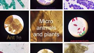 Micro animals and plants