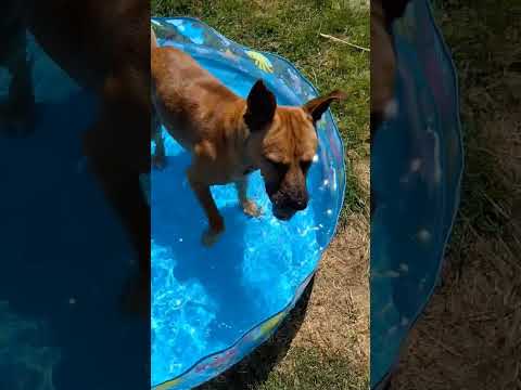 Get the Toy #dog #doglovers #challenge #staffies #malinois #backflip
