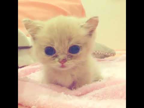 😹😹😹 #Funny Cat  Happy Cats   He just woke up