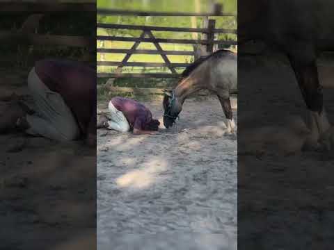Taming the Spirit: A Beautiful Moment with a Horse!!! #horse #horsetraining  #beautiful