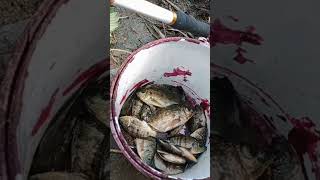 Hasil dari mancing jaring #shorts