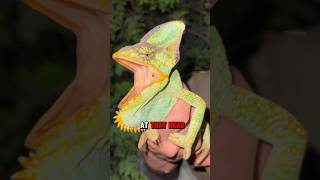 Catching Chameleons in Florida #Chameleon #reptiles