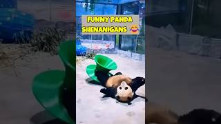 Funniest Panda Compilation Ever! #CuteAndFunny