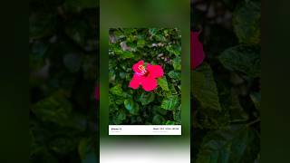 Mobile photography tips and tricks #iphonephotography #mobilephotography