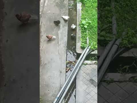 Pigeons are bathing and enjoying