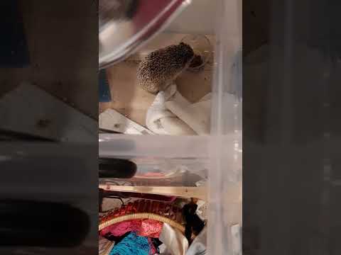 Hedgehog Moments part 22 #trending #hedgehog #cute #animals #shorts #subscribe