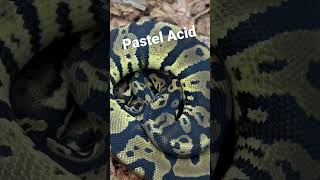 Acid #ballpythonmorphs #ballpythonsofinstagram #reptile #ballpythonbreeder