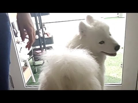Excuse me, Samoyed!