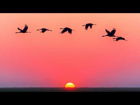 2 Hours Of Powerful Relaxation Music, Deep Sleep Music, Fall Asleep, Calming Music, Studying Music