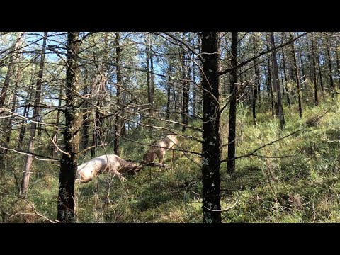 Two bucks shot while fighting up close. (Bow hunting Australia)