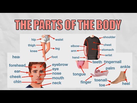 English vocabulary for beginners |  The parts of the body in English | Memorize and Review