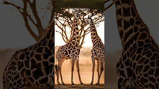 Patterns of the Savannah: Giraffes in Golden Light #animalstory  #ecosystem