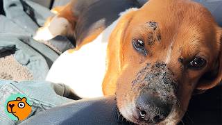 Beagle’s Face Says Everything When She Finally Feels Safe