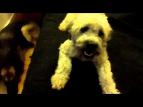 Getting your dogs to chill out pt 2 Amichein Bonding