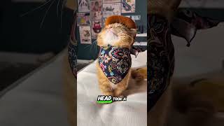 Cowboy Cat Has Entered the Chat 🤠 #shorts