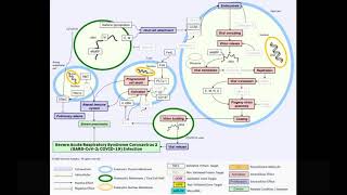 Understanding bat immune system may help identify new Covid-19 drug targets, scientists say