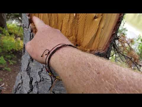 Teeth or tools? How do Bigfoot cut trees?