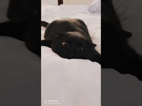 Wired Cats: The Scariest Reactions #shortsfeed #shorts #newshorts